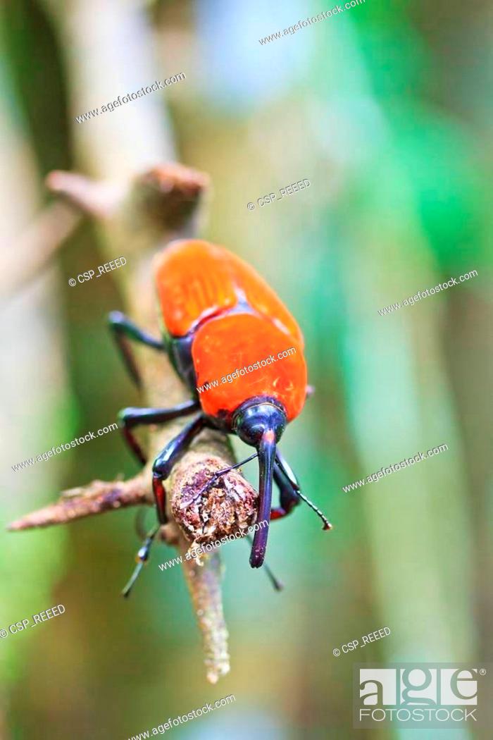 Stock Photo: Orange beetle insects In tropical forests thailand.