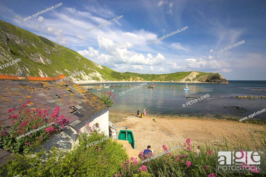 Stock Photo: England, Dorset, Lulworth Cove, The flowers of the Red Valerian Centranthus ruber growing on the chalk cliffs and buildings at Lulworth Cove on the Jurassic.