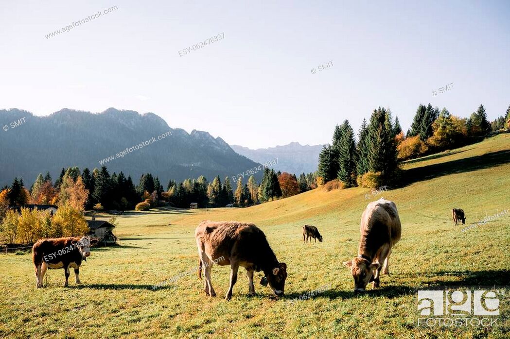Stock Photo: Cows in italian Dolomite Alps at autumn time. Piereni in Val Canali, Paneveggio natural park, Trentino, Dolomites, Italy. Landscape photography.
