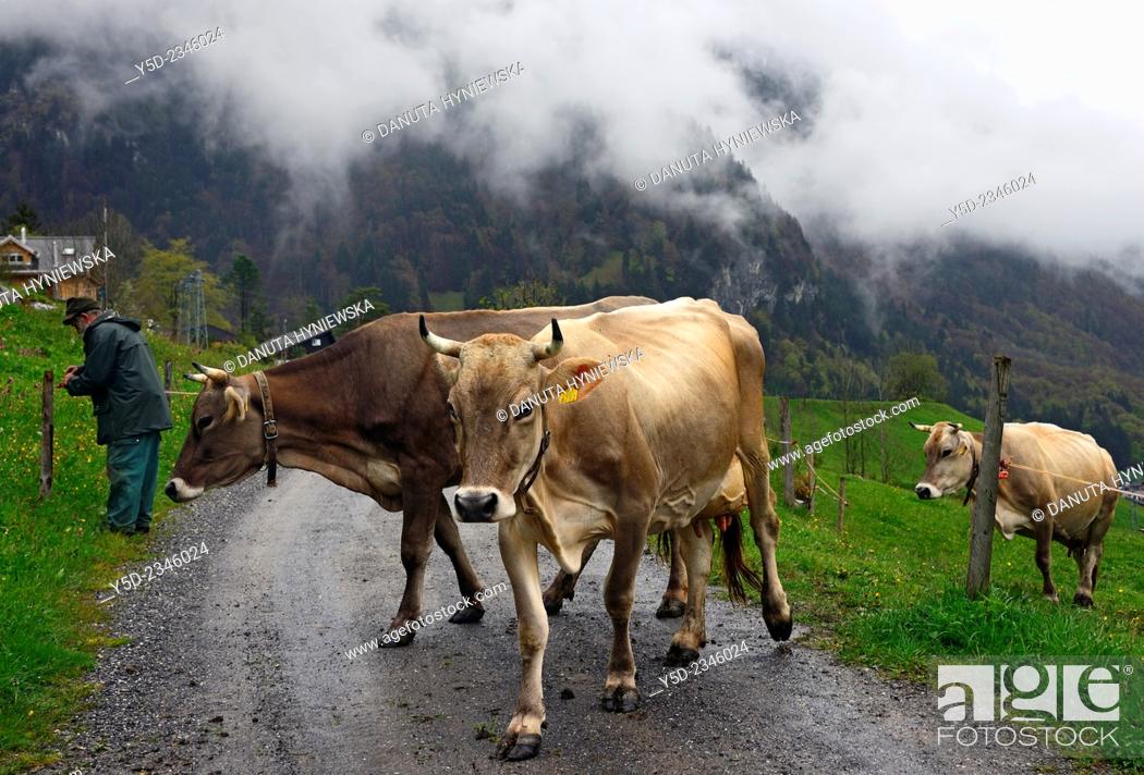 Stock Photo: cows crossing the road for changing pasture , Engelberg, Obwalden canton, Switzerland.
