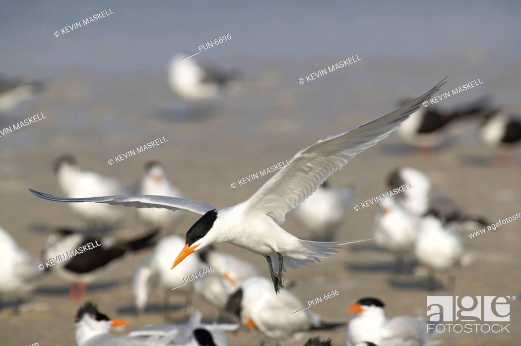 Stock Photo: Royal tern Sterna maxima flying into roosting site at Fort de Soto, Florida, USA.