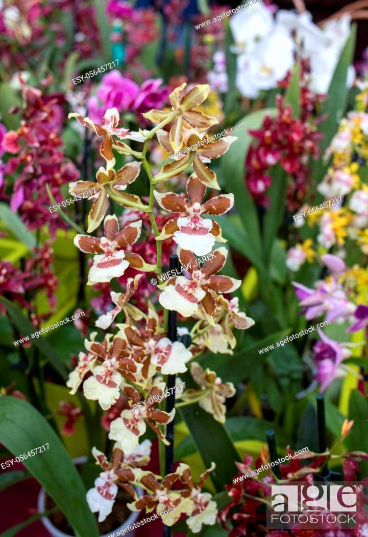 Stock Photo: Close up of beauty colorful orchid flower.