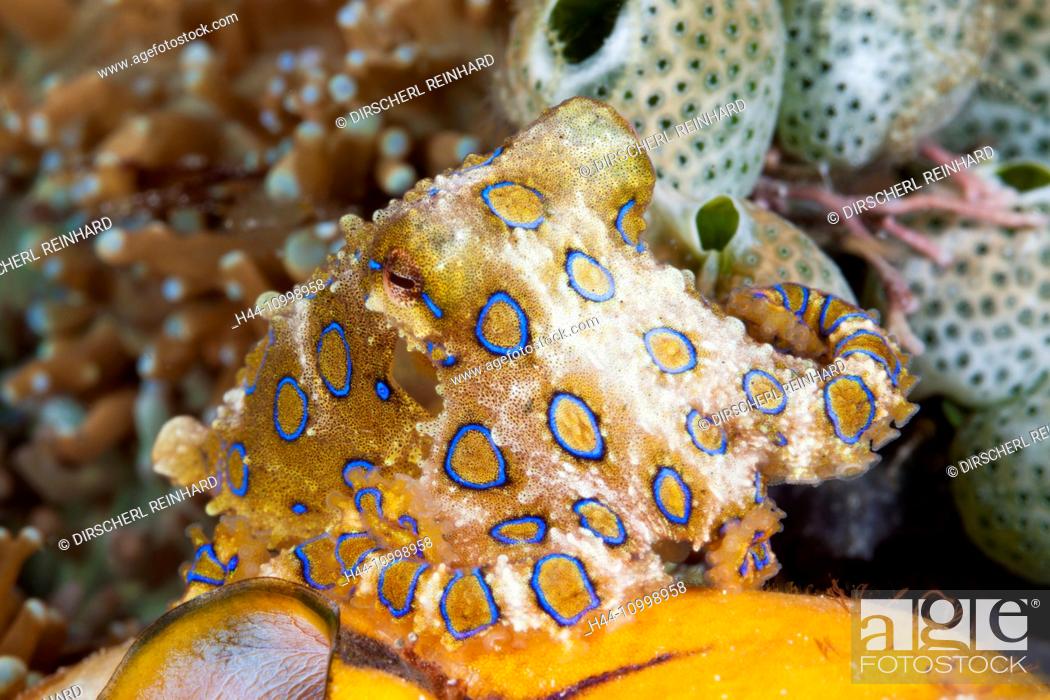 Stock Photo: Poisonous Blue Ring Octopus, Hapalochlaena lunulata, Ambon, Moluccas, Indonesia.