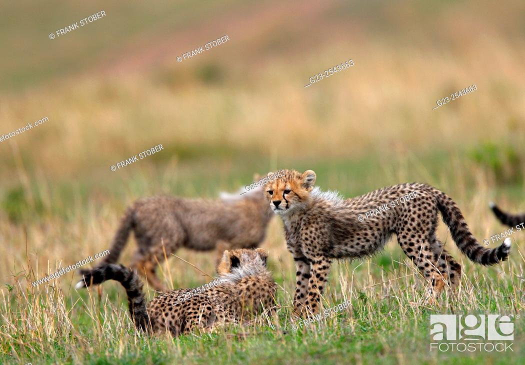 Stock Photo: Three cheetah cubs. Maasai Mara National Reserve, Kenya.