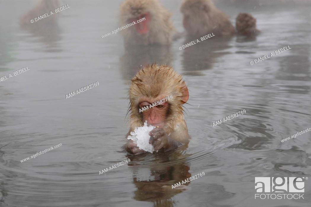 Stock Photo: Japanese Macaque, or Snow Monkey, Baby with Snow in Hot Spring (Macaca fuscata) Nagano, Japan digital capture.