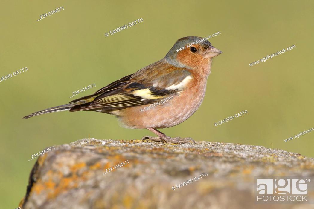 Stock Photo: Common Chaffinch, Adult male standing on a rock, Campania, Italy (Fringilla coelebs).