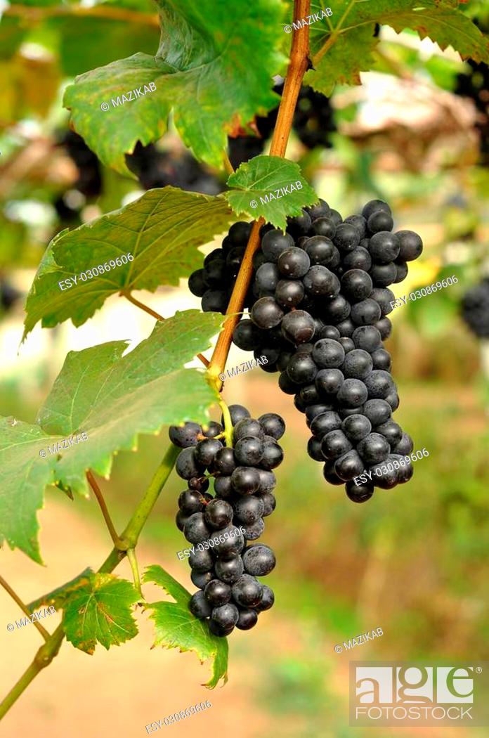Imagen: Grapes can be eaten raw or they can be used for making jam, juice, jelly, wine, grape seed extract, raisins, vinegar, and grape seed oil.