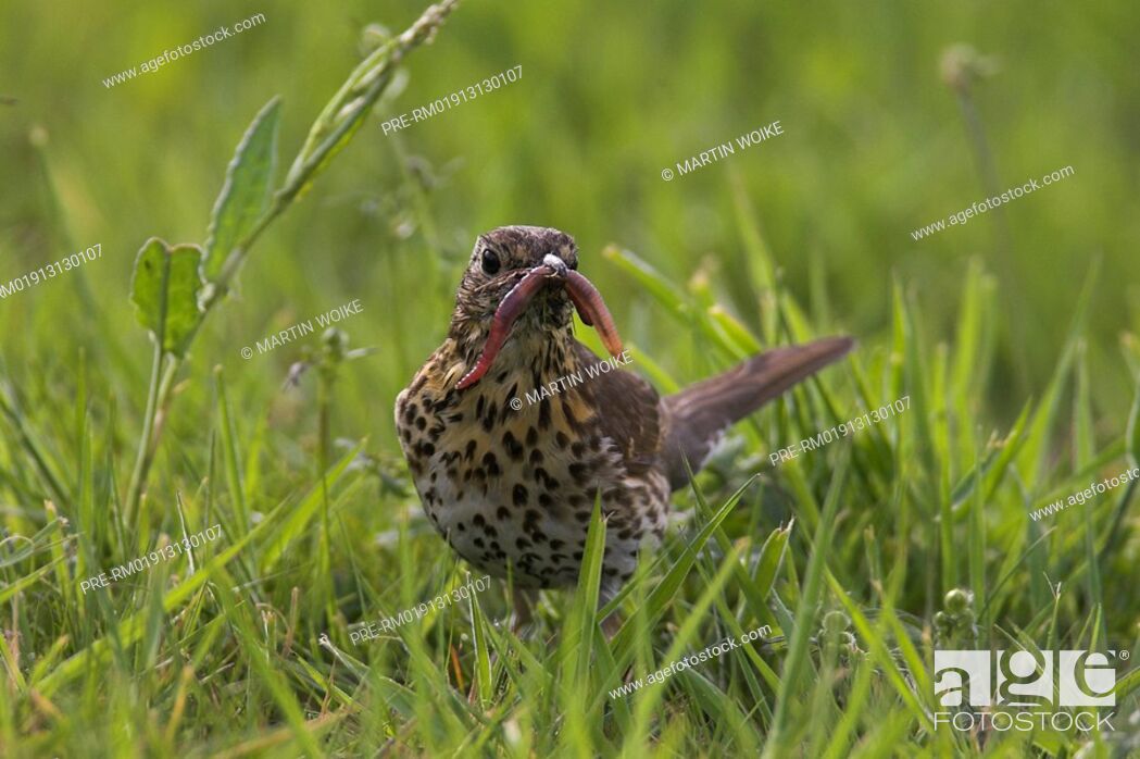 Stock Photo: Song trush on a meadow, Turdus philomelos.