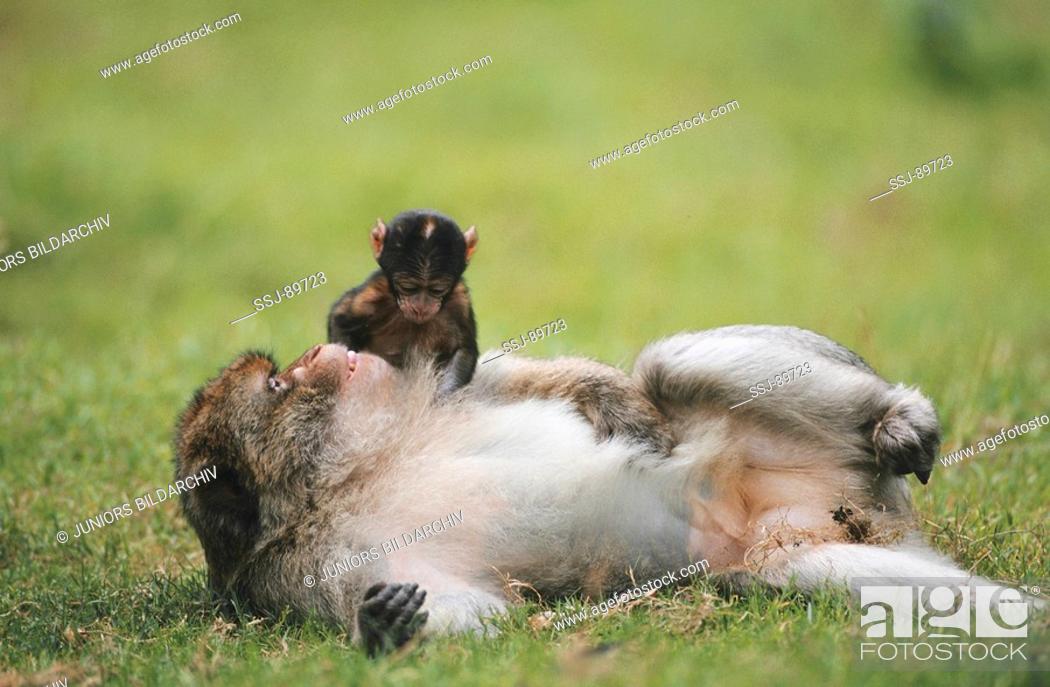 Photo de stock: Macaca sylvanus / barbary ape , barbary macaque.