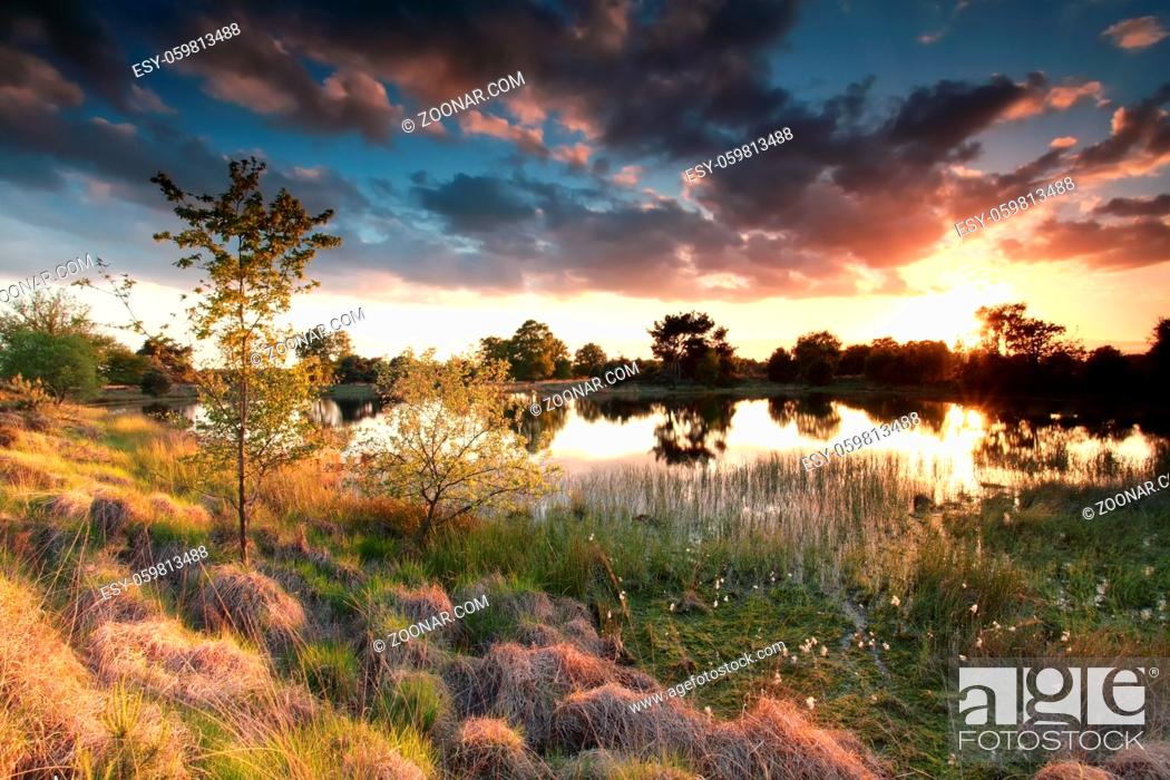 Stock Photo: beautiful gold sun down over wild swamp in spring.