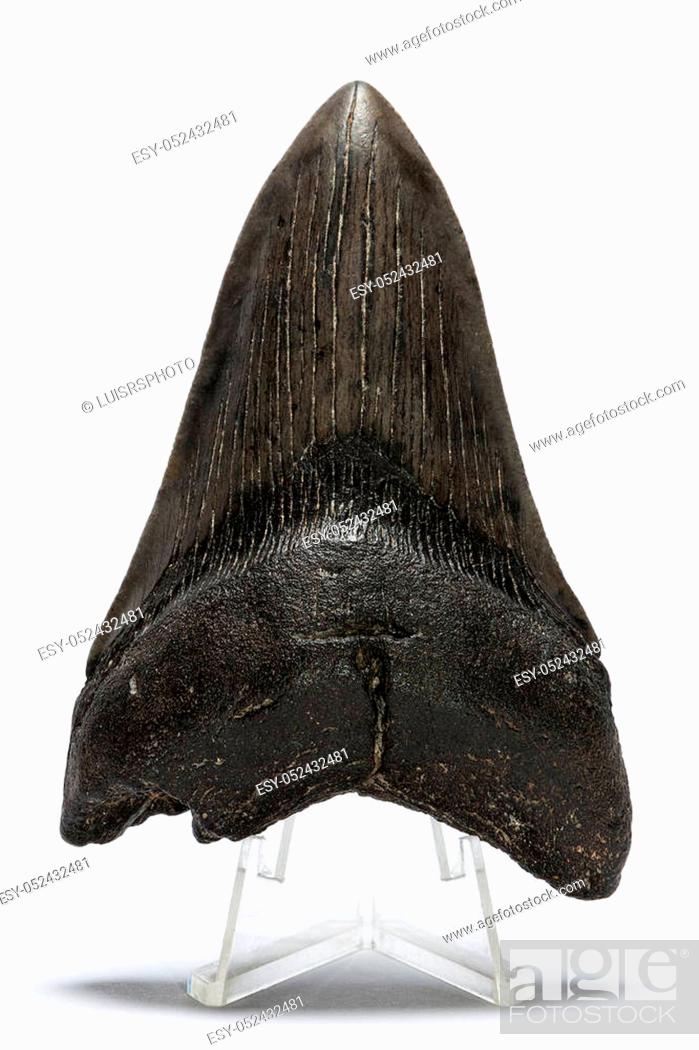 Stock Photo: Fossilized megalodon shark tooth on a white background.
