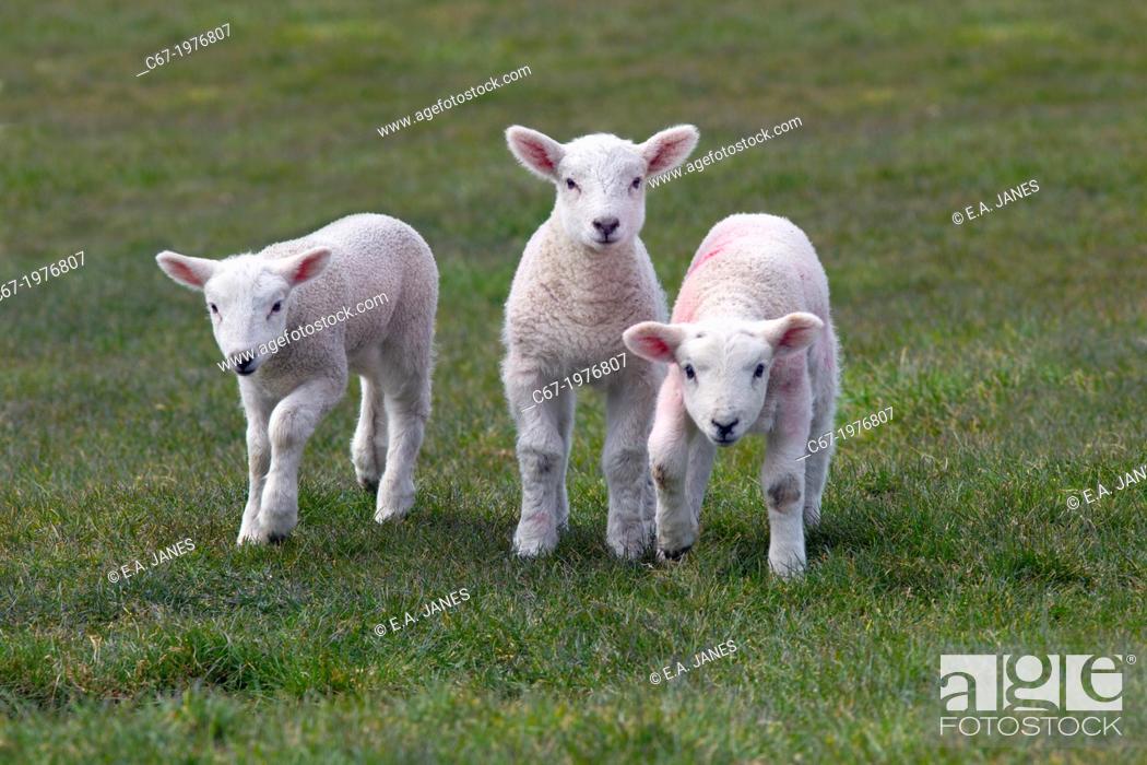 Stock Photo: Ewe & Spring Lambs in grass meadow.
