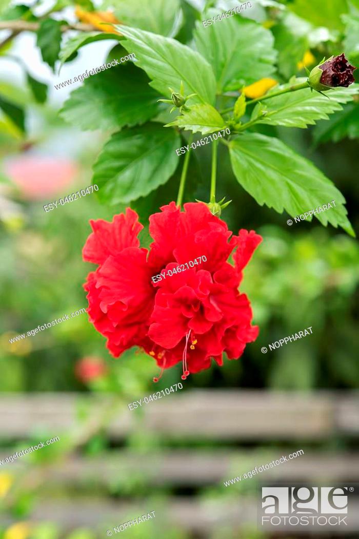 Stock Photo: Red Fringed hibiscus flower with green leaves on tree (Hibiscus schizopetalus (Dyer.) Hook.).