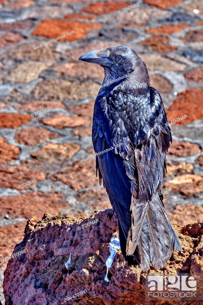 Stock Photo: Raven At Caldera de Taburiente La Palma Spain.