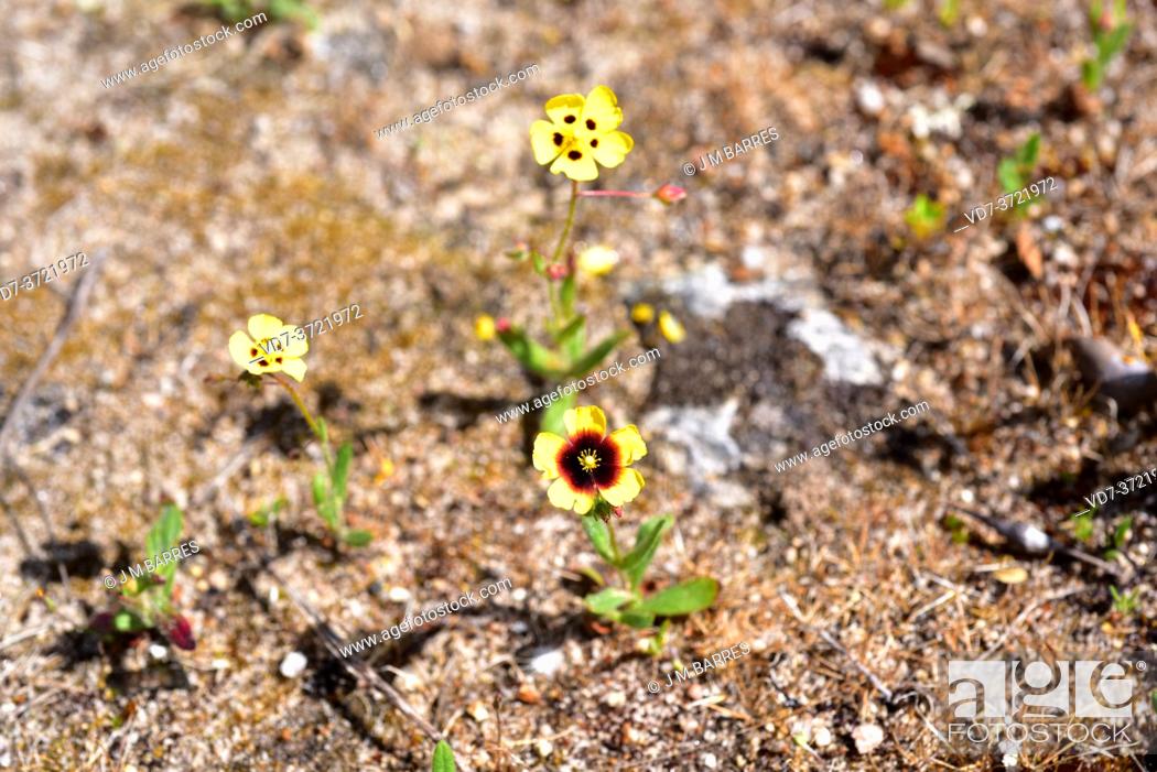 Stock Photo: Annual rockrose or spotted rockrose (Tuberaria guttata or Helianthemum guttatum) is an annual plant native to Mediterranen region and British Islands.