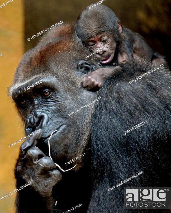 Stock Photo: A yet to be named baby gorilla clings on to its mother Zazie at the adventure zoo in Hanover, Germany, 07 September 2015.