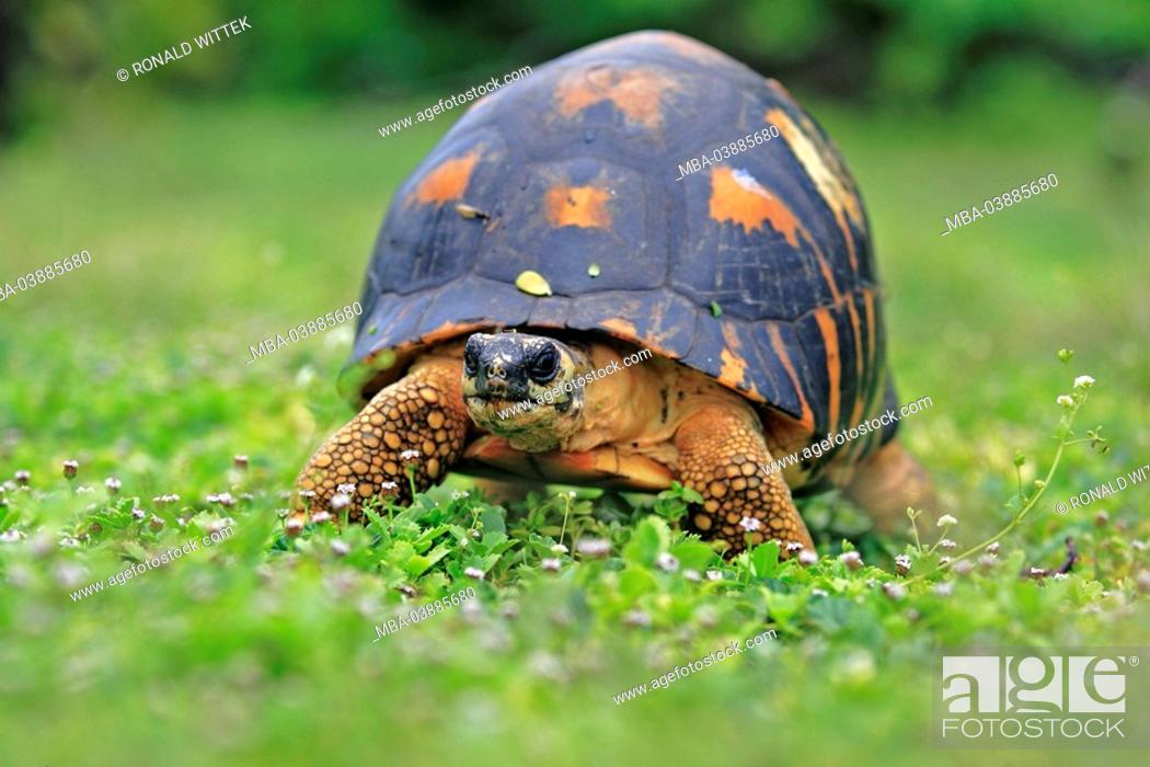 Stock Photo: flower meadow, radiation-turtle, Geochelone radiata, wildlife, Wildlife, animal, reptile, turtle, country-turtle, Madagascar-radiation-turtle, type of animal.