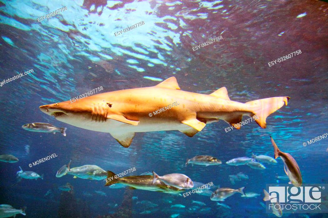 Imagen: A shark is swimming in the deep water.
