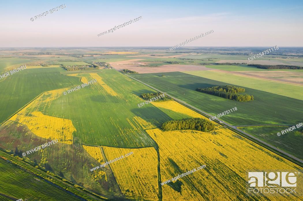 Stock Photo: Natural Green Field With Trails Lines In Blooming Canola Yellow Flowers. Top View Of Rape Plant, Rapeseed, Oilseed Field Meadow Grass Landscape.