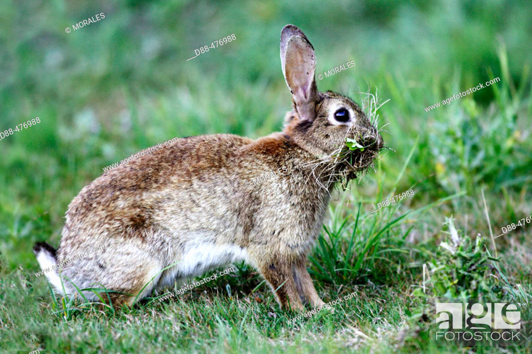 Stock Photo: Rabbit. Collecting grass for the nest (Oryctolagus cuniculus).