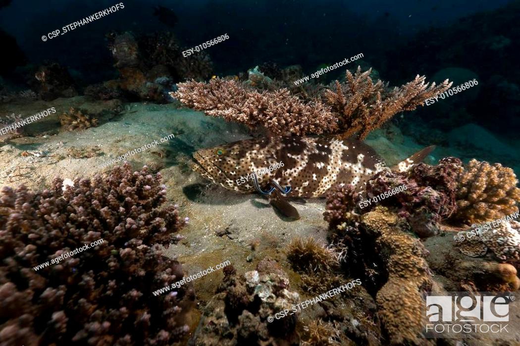Stock Photo: Brown-marbled grouper (epinephelus fuscoguttatus) in the Red Sea.