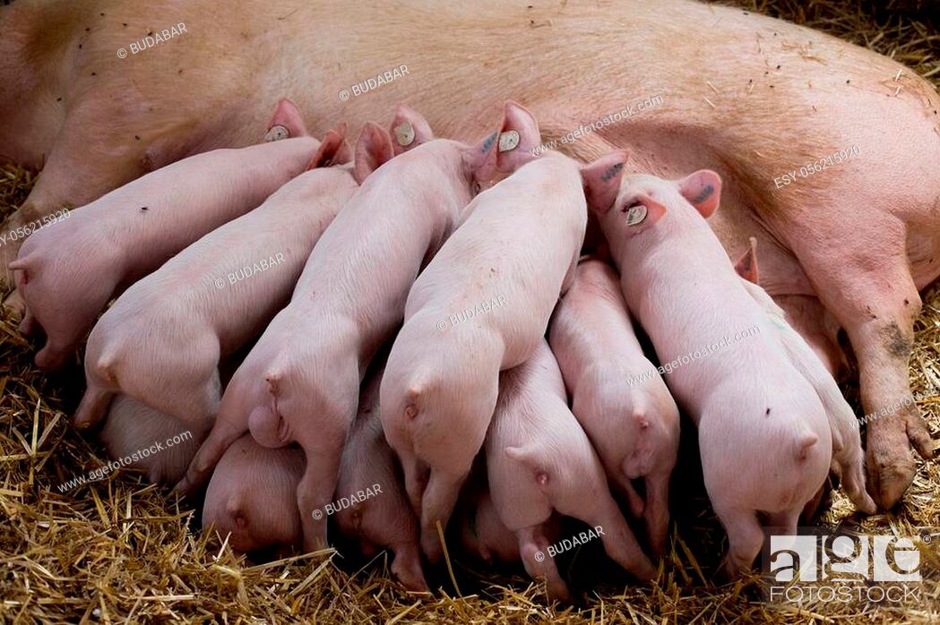 Imagen: Fertile sow lying on straw and piglets suckling in barn.