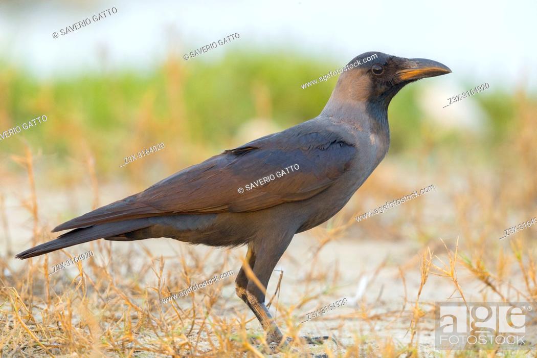 Photo de stock: House Crow, Standing on the ground, Salalah, Dhofar, Oman.