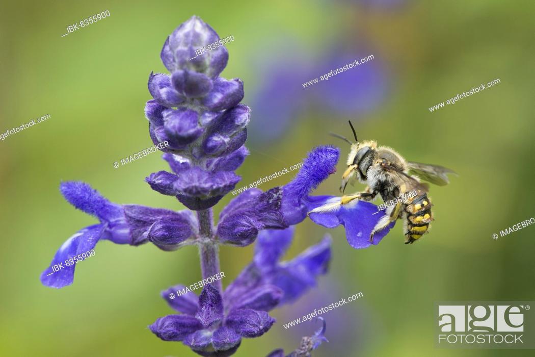Stock Photo: European wool carder bee (Anthidium manicatum) on sage (Salvia), Emsland, Lower Saxony, Germany, Europe.