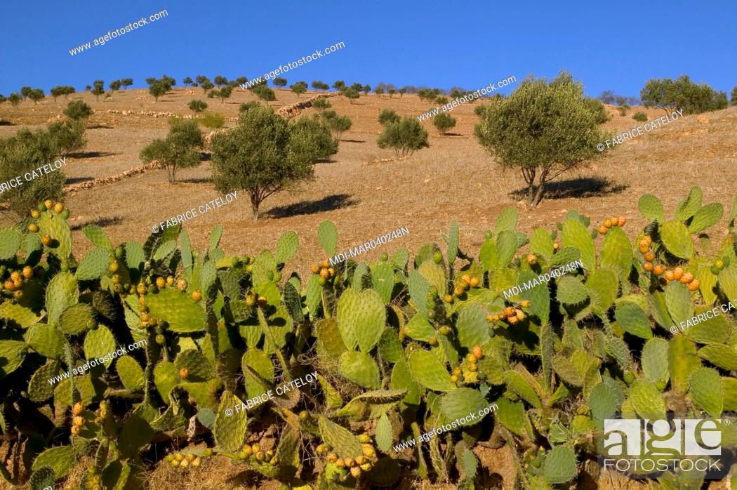 Stock Photo: On the road between Safi and Marrakech¶ prickly pear trees on the foreground and olive trees in the background.