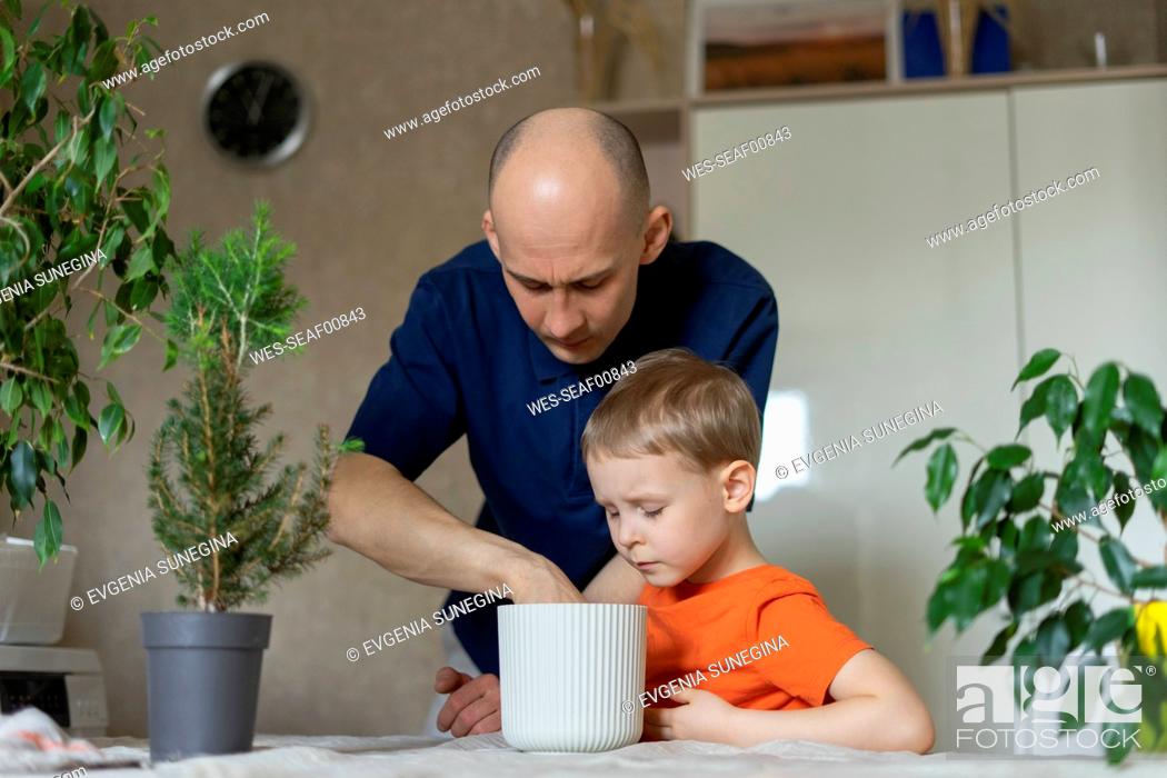 Stock Photo: Father and son transplanting Christmas tree together at home.