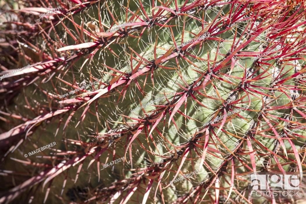 Stock Photo: Detail of the biznaga cactus outside, green, cactus, succulent.