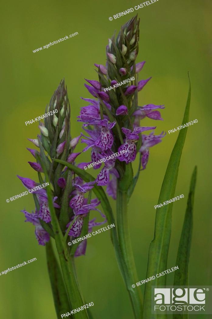 Stock Photo: Spotted orchid Dactylorhiza maculata - Wuustwezel, Antwerp, Flanders, Belgium, Europe.