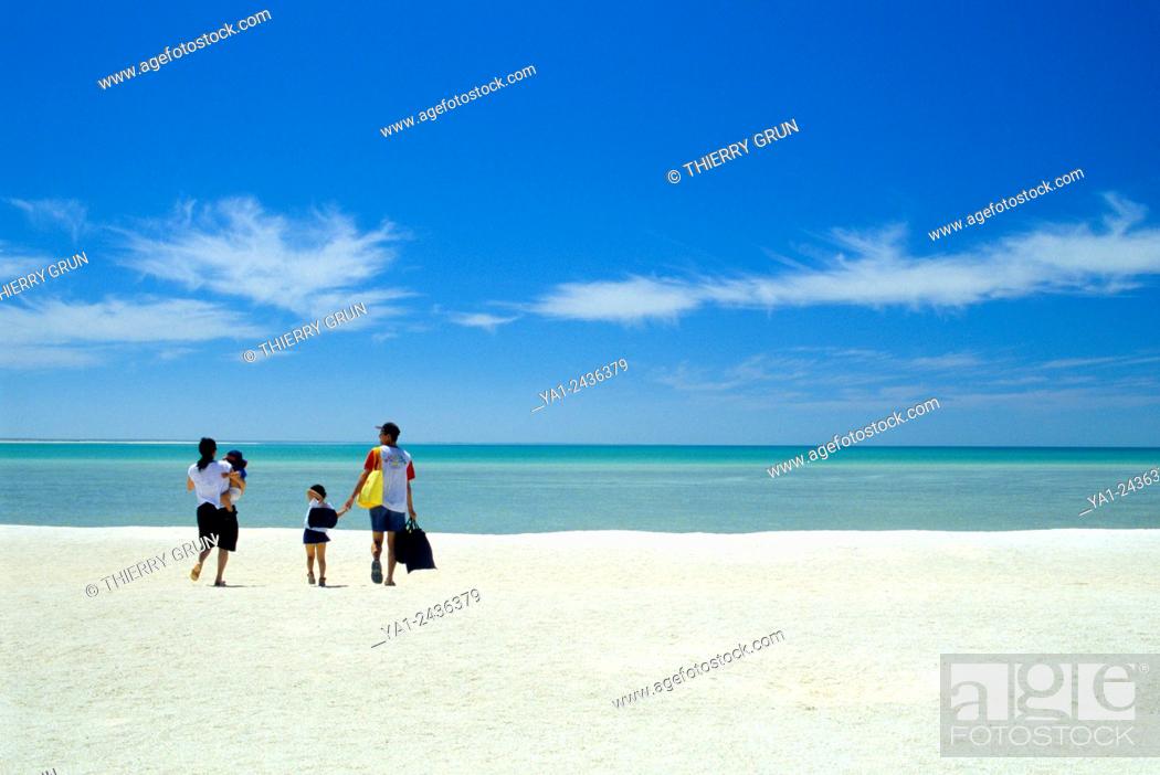 Stock Photo: Australia, Western Australia, Shark bay, Haridon Bight, Shell Beach, beach composed only of small shells Fragum erugatum /.