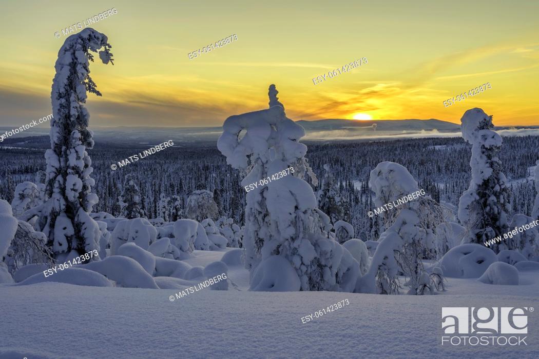Stock Photo: Winter landscape at sunset in direct light with plenty of snow on the trees, Gällivare county, Swedish Lapland, Sweden.