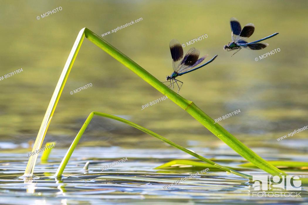Stock Photo: banded blackwings, banded agrion, banded demoiselle (Calopteryx splendens, Agrion splendens), two banded blackwings on buckled blade of reed, Germany.
