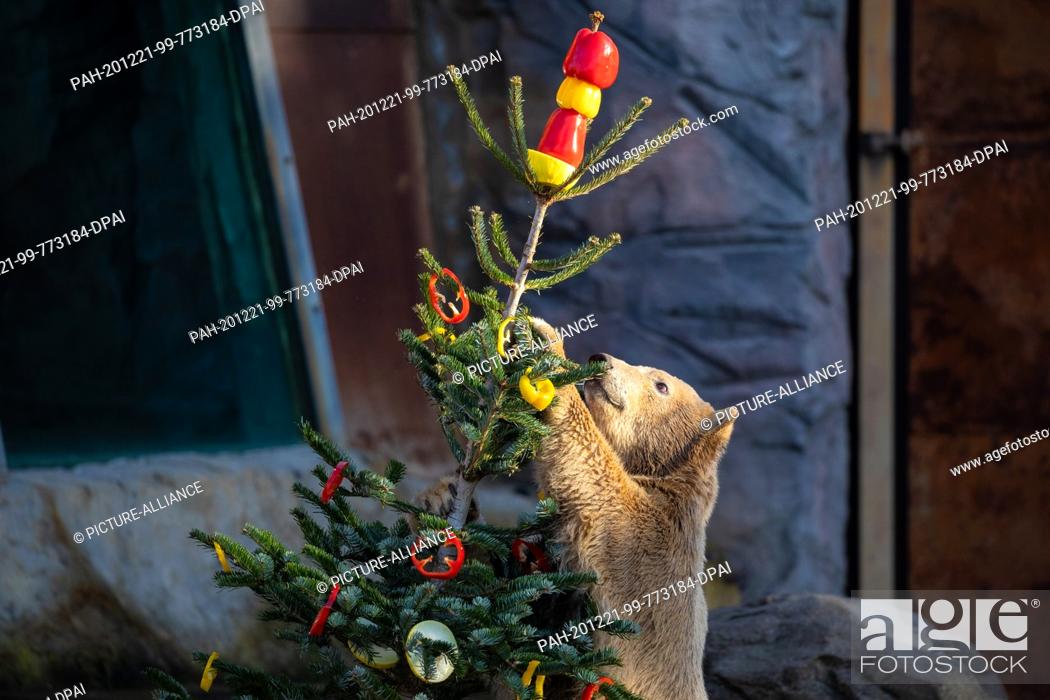 Stock Photo: 21 December 2020, Lower Saxony, Hanover: Nana the polar bear eats slices of peppers hanging from a Christmas tree at Hannover Adventure Zoo.