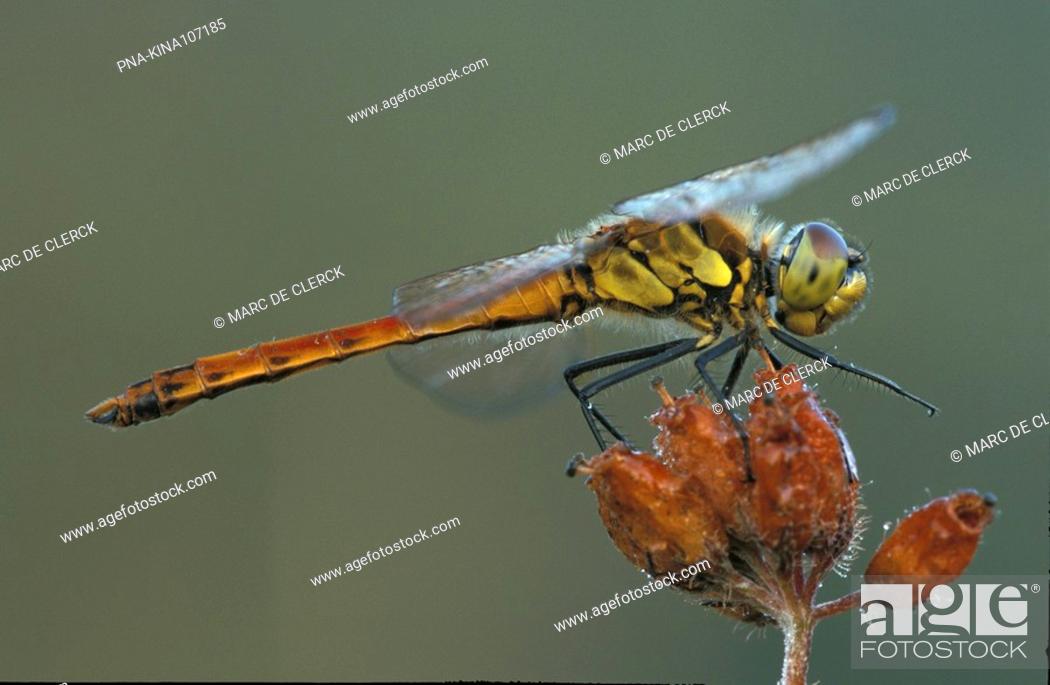 Stock Photo: Eurasian red dragonfly Sympetrum depressiusculum - Hageven, Neerpelt, Limburg, Flanders, Belgium, Europe.