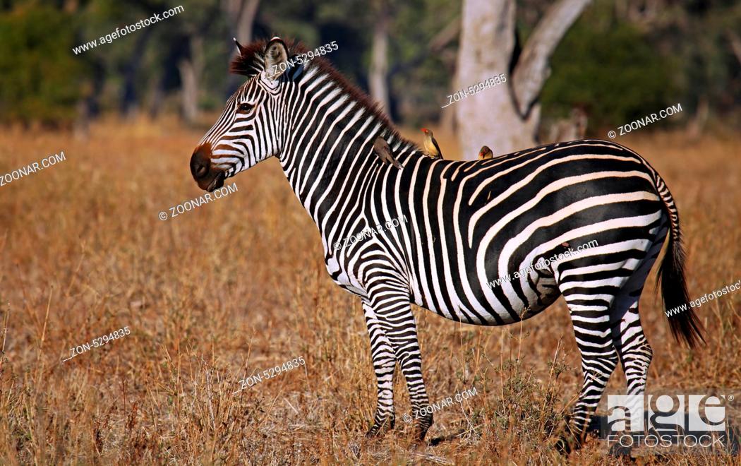 Stock Photo: Zebra im South Luangwa Nationalpark, Sambia; zebra at South Luangwa National Park, Zambia.