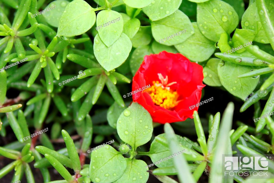 Stock Photo: Red portulaca flowers background in the garden 20532.