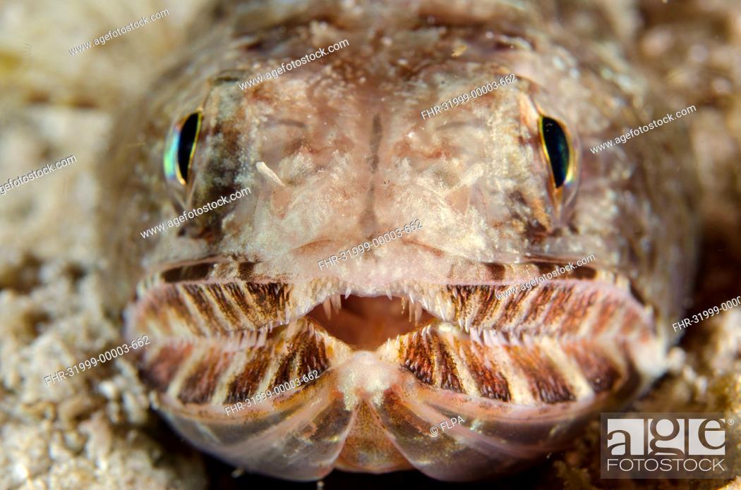 Stock Photo: Slender Lizardfish (Saurida gracilis) adult, close-up of head, Padar Island, Komodo N.P., Lesser Sunda Islands, Indonesia, March.