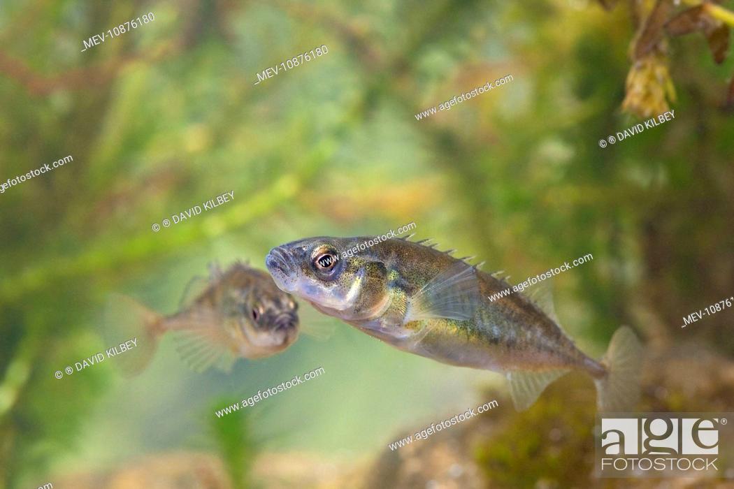 Stock Photo: Nine-spined stickelback - Pair photographed underwater, (Pungitius pungitius). Wiltshire, England, UK.