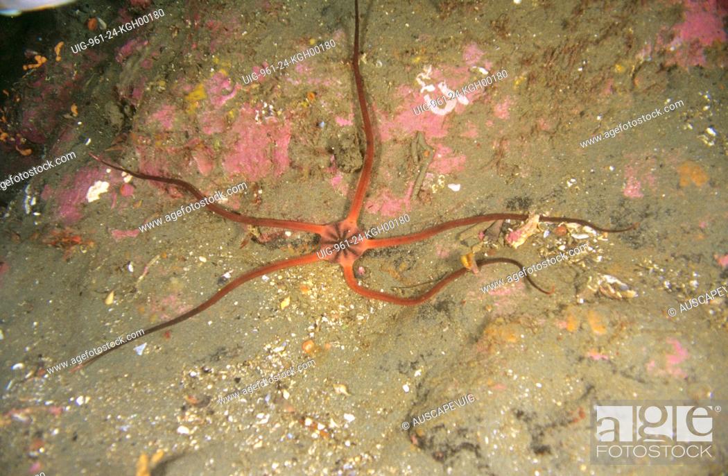 Stock Photo: Brittlestar (Ophiopsammus maculatus), large specimen crawling over reef. Fiordland, New Zealand.