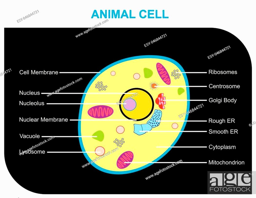 Cross Section of Animal Cell anatomy including all parts, Stock Vector,  Vector And Low Budget Royalty Free Image. Pic. ESY-046844721 | agefotostock
