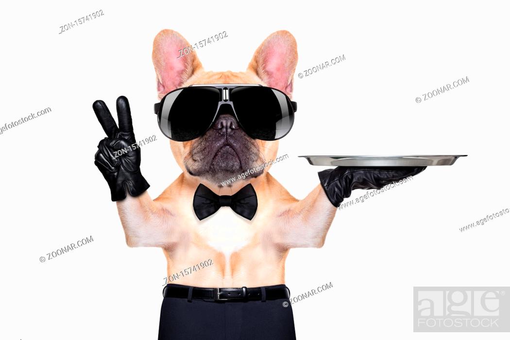 Imagen: french bulldog with peace or victory fingers holding a service tray , ready to help, isolated on white background.