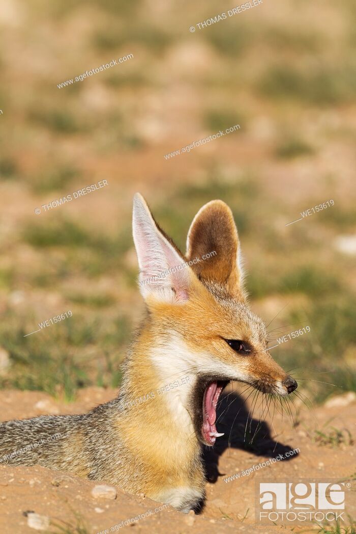 Stock Photo: Cape Fox (Vulpes chama). At its burrow. Yawning. Kalahari Desert, Kgalagadi Transfrontier Park, South Africa.