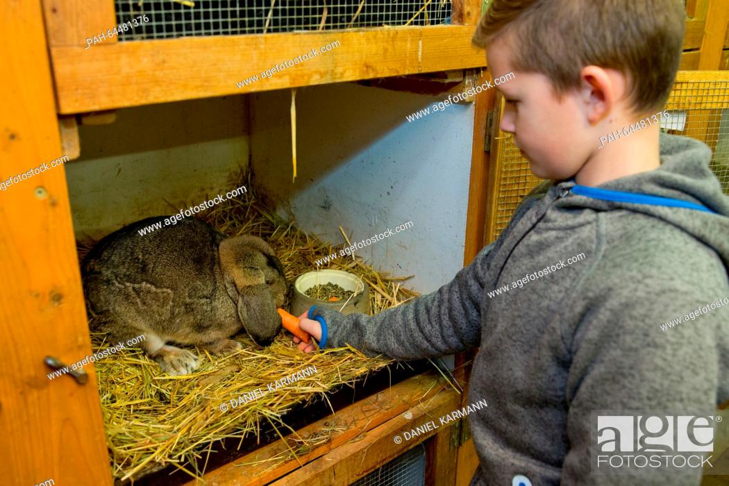 Stock Photo: Tim Behringer, Junior European rabbit breeding champion, feeds a German Kleinwidder rabbit in his grandfather's rabbit shed in Zirndorf, Germany.