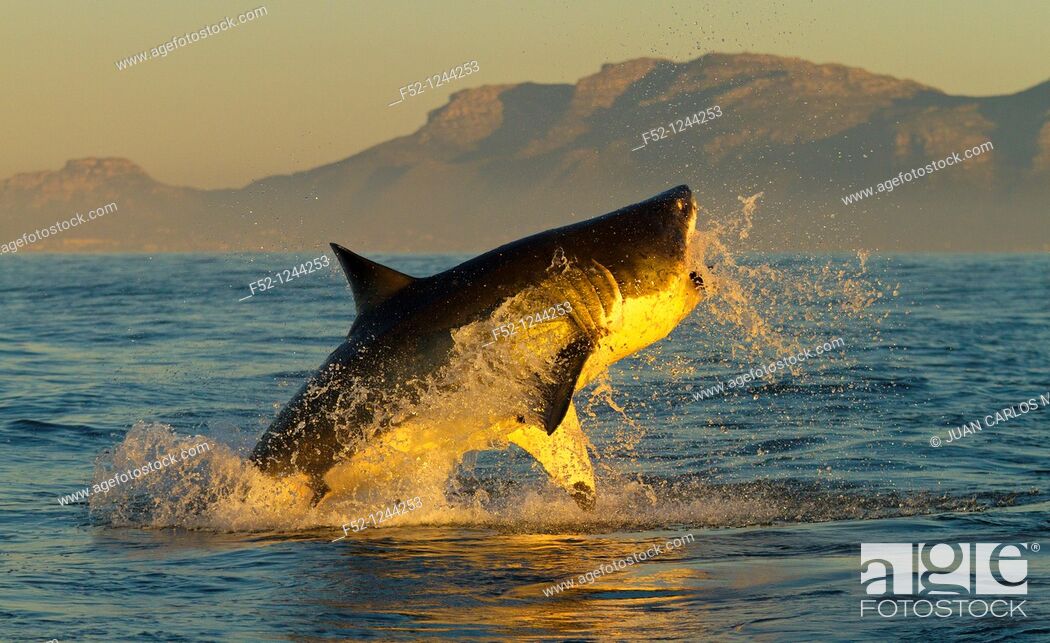 Stock Photo: Great White Shark (Carcharodon carcharias), False Bay, South Africa.