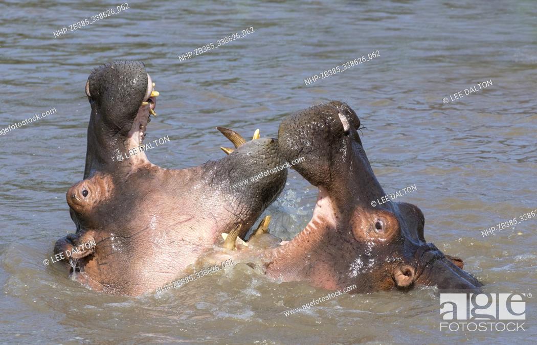 Stock Photo: Hippopotamus (Hippopotamus amphibius) play-fighting, Serengeti National Park, Tanzania.