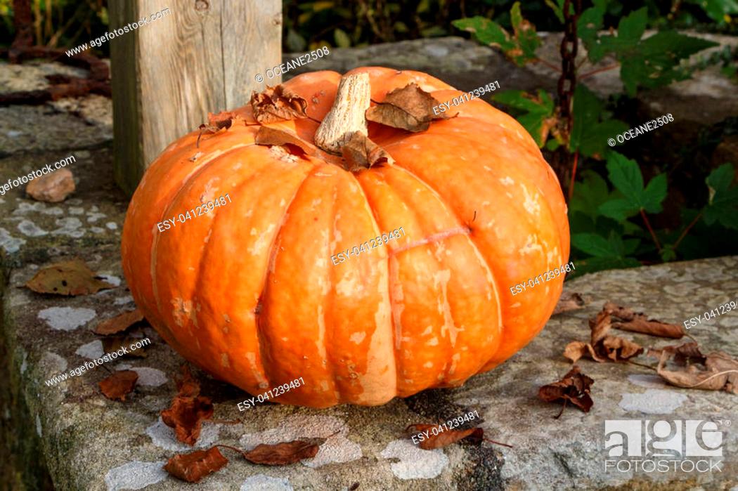 Stock Photo: Pumpkin and dead leaves on the coping of a well in a garden during autumn.