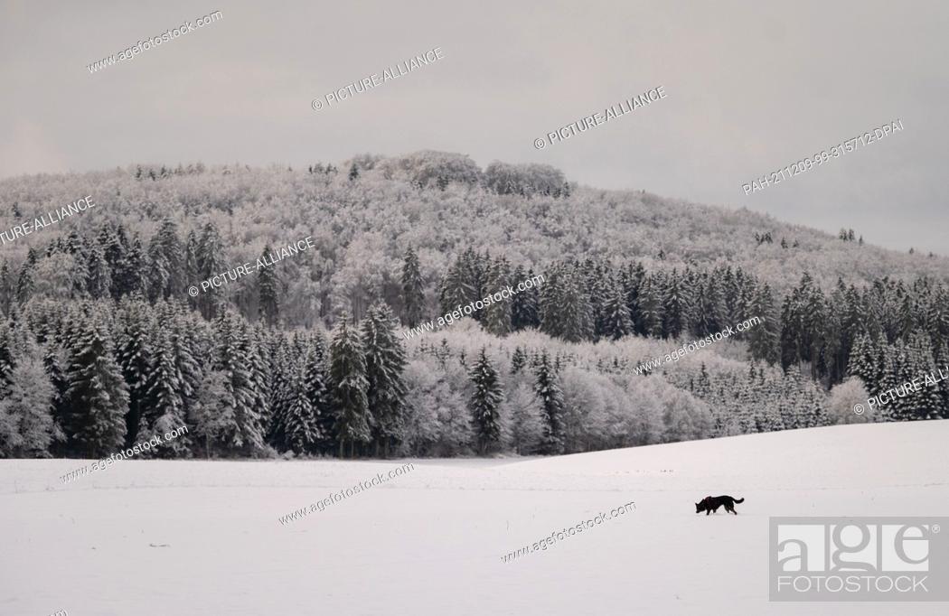 Stock Photo: 09 December 2021, Baden-Wuerttemberg, Münsingen: A dog runs in the snow on the Swabian Alb. Photo: Marijan Murat/dpa. - Münsingen/Baden-Wuerttemberg/Germany.